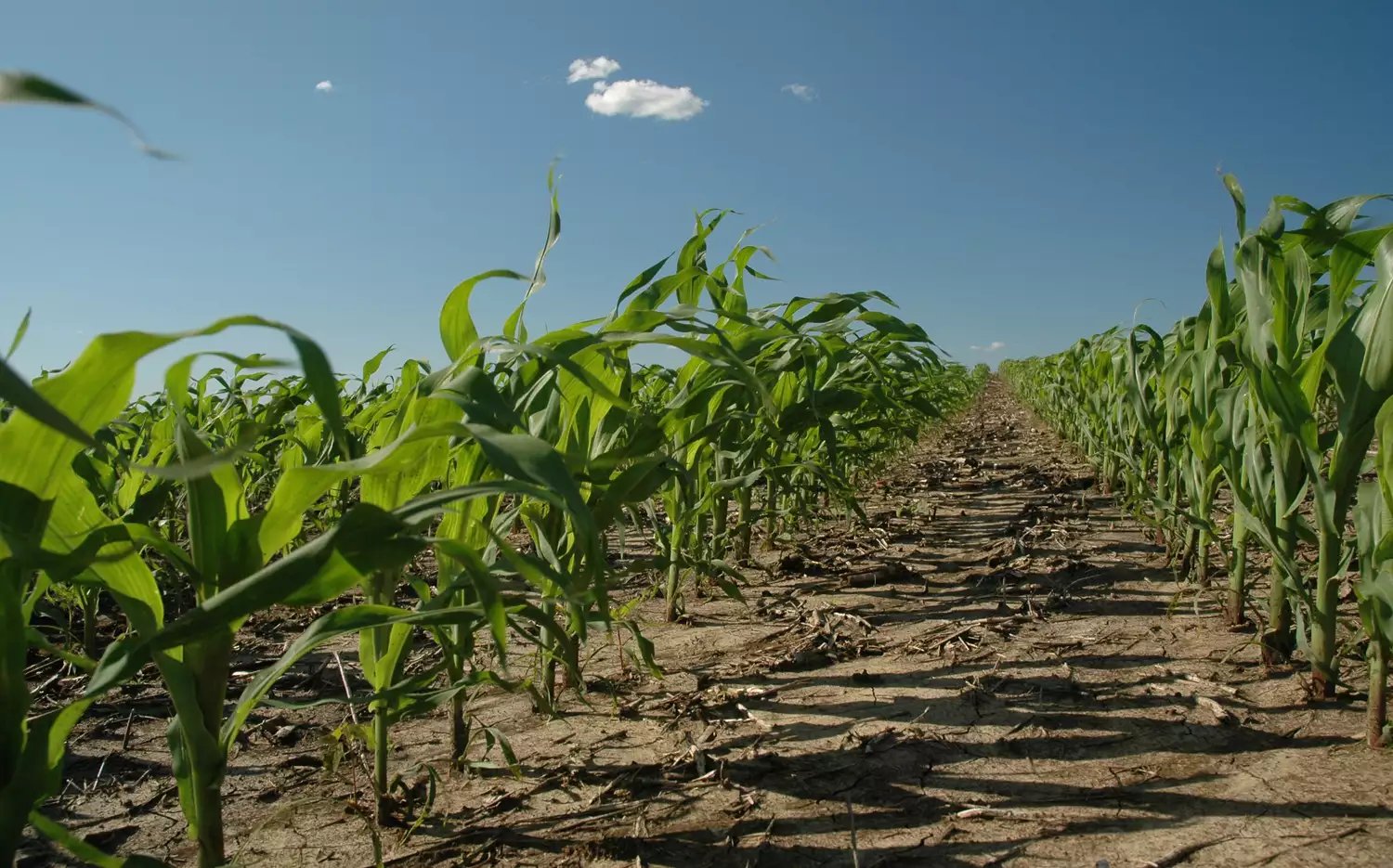 Combining Corn: 2025 US Crop Outlook (bb focus)